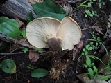 Tapinella atrotomentosa image