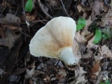 Lactarius deceptivus image