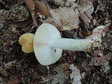 Russula grata image