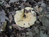 Lactarius psammicola image
