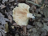 Lactarius psammicola image