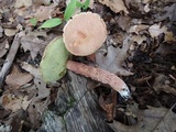 Aureoboletus russellii image