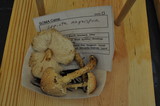 Lepiota magnispora image