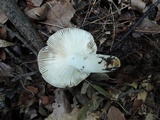 Russula pectinatoides image