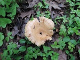 Lactarius psammicola image