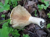 Lactarius psammicola image