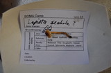 Lepiota castanea image