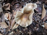 Russula crustosa image