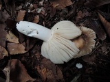 Russula crustosa image
