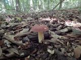 Xerocomus hortonii image