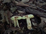 Xerocomus hortonii image