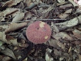 Xerocomus hortonii image