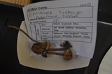 Entoloma formosum image