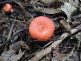 Russula subtenuiceps image