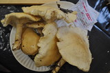Leucopaxillus albissimus image