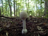 Amanita multisquamosa image