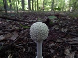 Amanita multisquamosa image