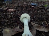 Amanita multisquamosa image