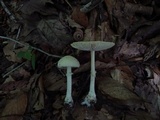 Amanita multisquamosa image