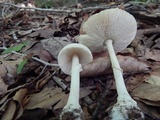 Amanita multisquamosa image