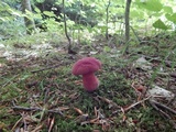 Boletus carminiporus image