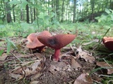 Boletus carminiporus image