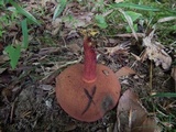 Boletus carminiporus image