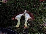Boletus carminiporus image