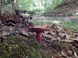 Boletus carminiporus image