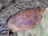 Hapalopilus nidulans image