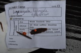 Lycogala epidendrum image