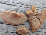 Hapalopilus rutilans image