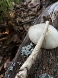 Amanita sect. Vaginatae image