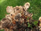 Meripilus giganteus image