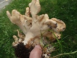Meripilus giganteus image