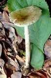 Amanita multisquamosa image