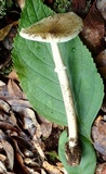 Amanita multisquamosa image
