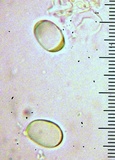 Amanita multisquamosa image