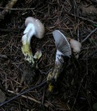 Gomphidius glutinosus image