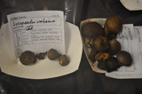 Lycoperdon umbrinum image