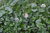 Conocybe apala image