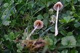 Conocybe apala image