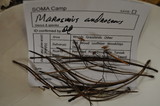 Gymnopus androsaceus image