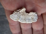 Trametes hirsuta image