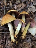 Cortinarius corrugatus image
