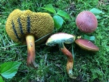 Boletus subfraternus image