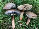 Tylopilus sordidus image