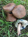 Tylopilus sordidus image