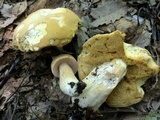 Boletus nobilis image
