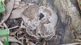 Hexagonia hydnoides image